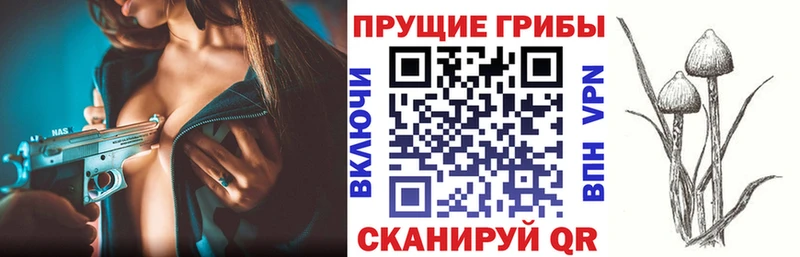 Галлюциногенные грибы Psilocybe  гидра tor  Кимры 
